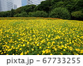 コスモス畑　浜離宮　7月 67733255