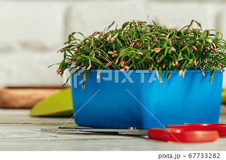 Potted micro green on wooden table close up Potted micro green on wooden table close up 67733282