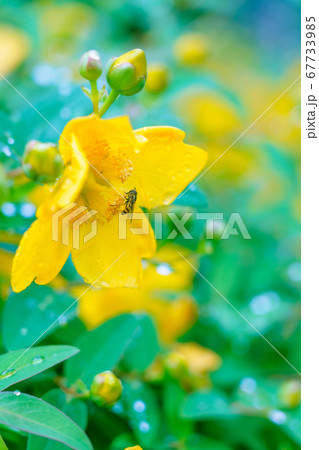 雨上がりのセイヨウキンシバイで花粉を集める蜂 67733985