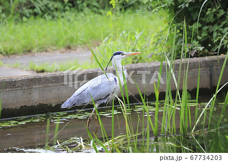 エサを探すアオサギ　 67734203