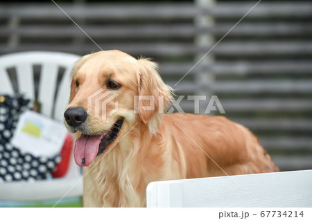 ドッグランで遊ぶゴールデンレトリバー 67734214