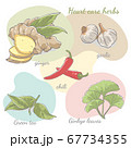 collection of hand drawn herbs for health 67734355