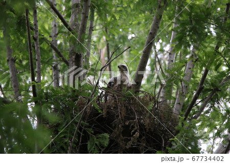 オオタカの幼鳥 67734402