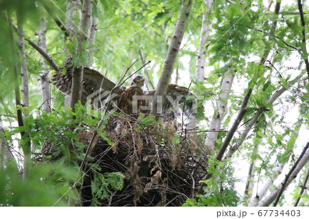 翼を広げるオオタカの幼鳥 67734403