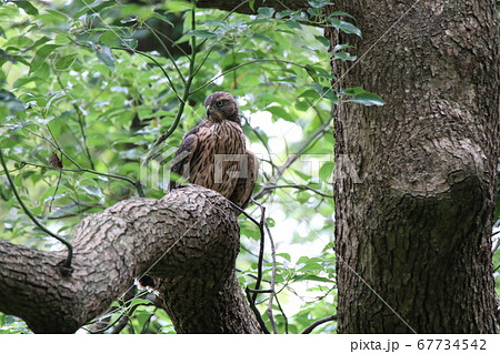 オオタカの幼鳥 67734542