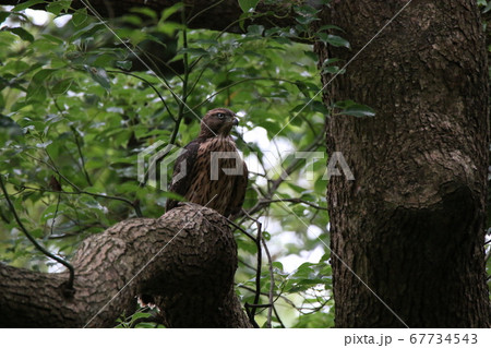 大鷹の幼鳥 大鷹の幼鳥 67734543