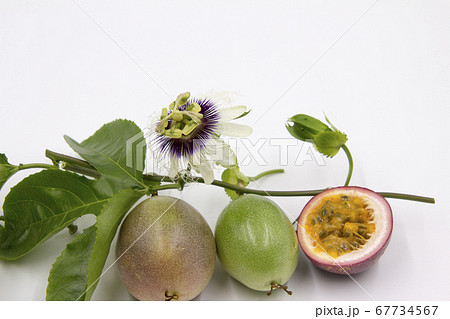 パッションフルーツの花と果実の写真素材
