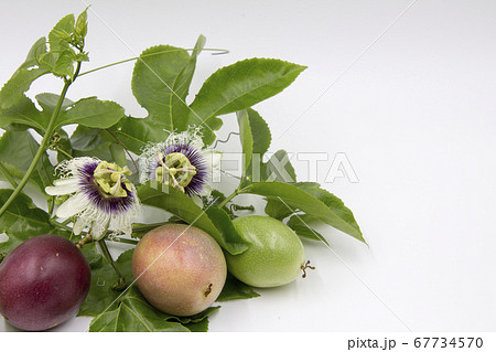 パッションフルーツの花と果実の写真素材