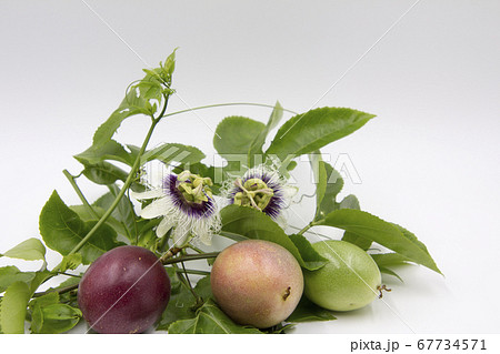 パッションフルーツの花と果実 67734571