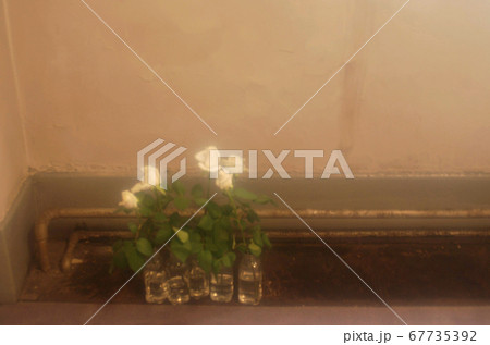 汚れた古いビルの花瓶にささった白いバラ 汚れた古いビルの花瓶にささった白いバラ 67735392