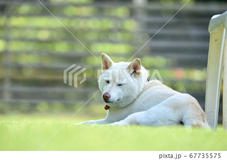 ドッグランで休憩する白毛の柴犬 67735575