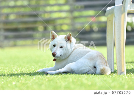 ドッグランで休憩する白毛の柴犬 ドッグランで休憩する白毛の柴犬 67735576
