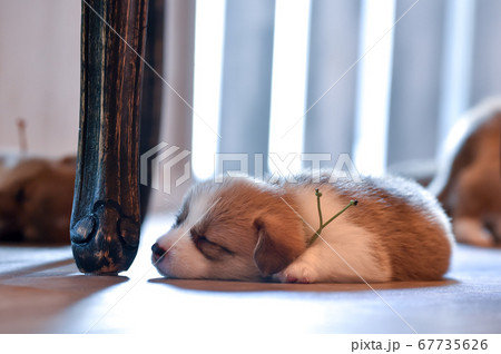 目が開いて歩き回るコーギーの赤ちゃんの写真素材