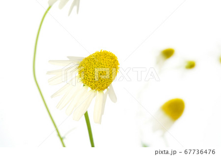 ジャーマンカモミール ジャーマンカモミール 67736476