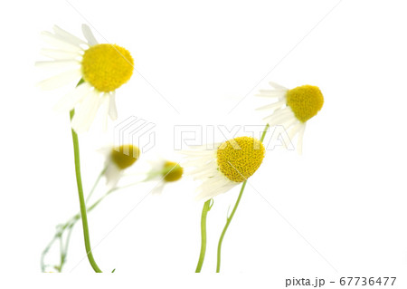 ジャーマンカモミール 67736477