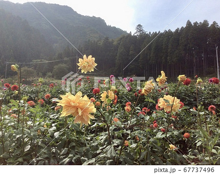埼玉県 秩父 ダリア園 と 山並の写真素材