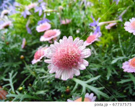 雨に濡れたマーガレット 67737575