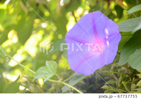 リュウキュウアサガオの写真素材