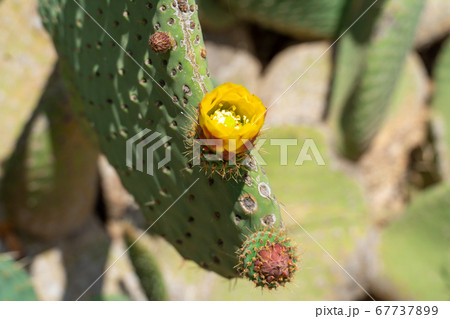 Close up of Opuntia, commonly called prickly pear 67737899
