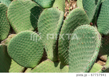 Close up of Opuntia, commonly called prickly pear 67737941