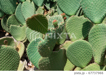 Close up of Opuntia, commonly called prickly pear Close up of Opuntia, commonly called prickly pear 67737966