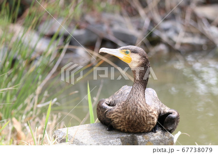 お休み中の川鵜 67738079