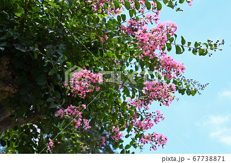 サルスベリの花 67738871