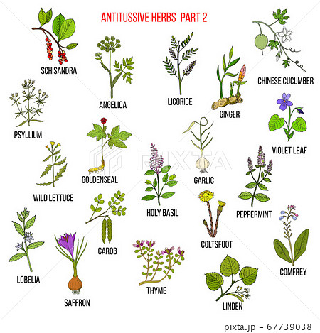 Best antitussive herbs set. Part 2 67739038