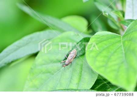 ハスジカツオゾウムシ 67739088