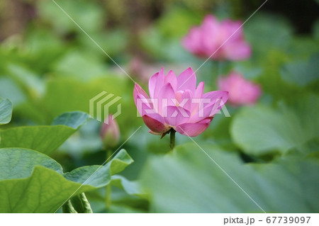 ハスな花 ハスな花 67739097