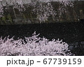 神田川とさくら 67739159