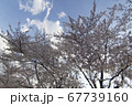 さいたま市の桜1 67739160