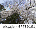 さいたま市の桜2 67739161