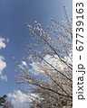 さいたま市の桜3 67739163