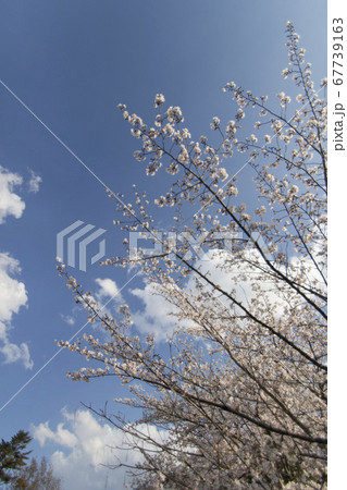 さいたま市の桜3 67739163