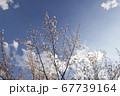 さいたま市の桜3 67739164