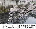 サクラと神田川2 67739167