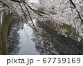 サクラと神田川3 67739169