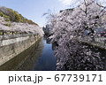 サクラと神田川4 67739171