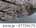 サクラと神田川5 67739173