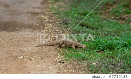 monitor lizard or bengal monitor or common indian monitor or varanus bengalensis in monsoon green forest at jhalana leopard or forest reserve jaipur india 67739183