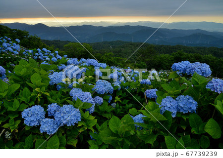 黄昏の大川原高原（徳島県佐那河内村） 67739239