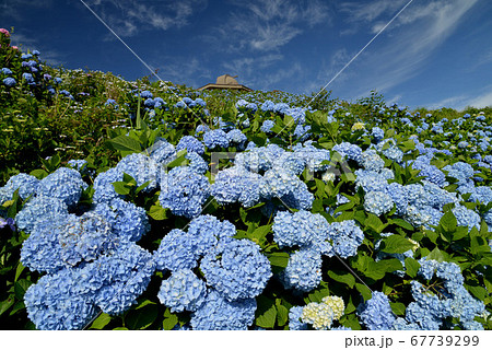 アジサイ咲く大川原高原15（徳島県佐那河内村） 67739299