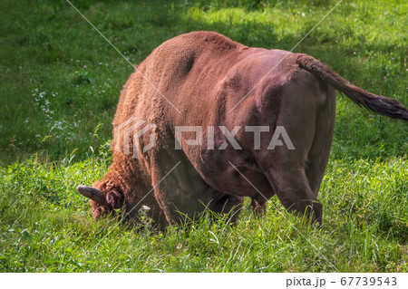 The European bison grazes on a green field with green grass The European bison grazes on a green field with green grass 67739543