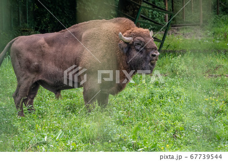 The European bison grazes on a green field with tall grass in the aviary 67739544