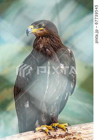 The bird of prey, black kite, proudly sits on a branch in the aviary The bird of prey, black kite, proudly sits on a branch in the aviary 67739545