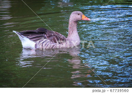 Wild gray goose swims in a lake with green water. Wild gray goose swims in a lake with green water. 67739560