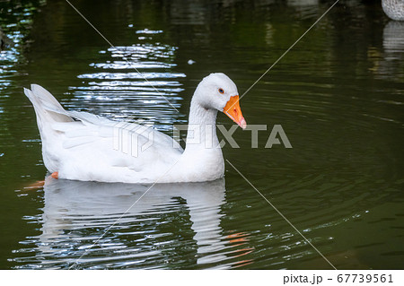 Domesticated grey goose, greylag goose or white goose Domesticated grey goose, greylag goose or white goose 67739561