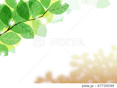 木漏れ日が輝く桜の新緑と木陰【夏・ブラウン】_1 67739599