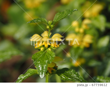 キバナオドリコソウ 67739612